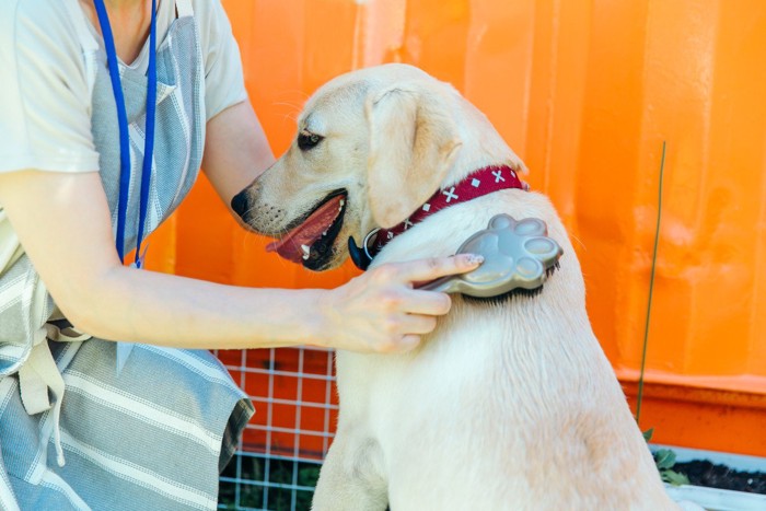 室外でブラッシングされる犬