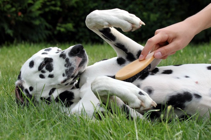 お腹をブラッシングされている犬