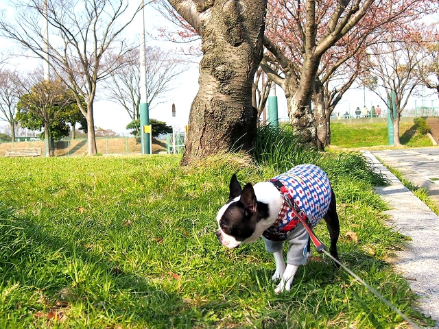 何かを見つけたフレンチブル