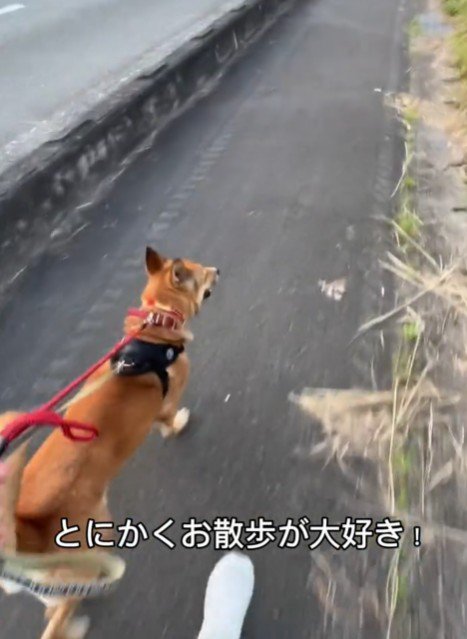 食べることよりもお散歩が好き