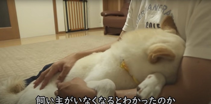 飼い主のわきに顔を埋める柴犬