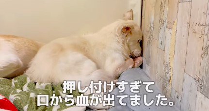 壁に鼻を押し付けて…