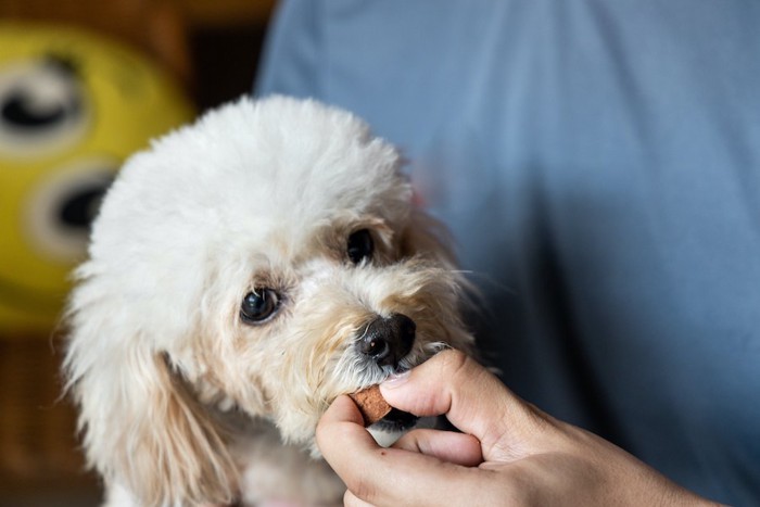 飼い主の手からおやつをもらっている犬