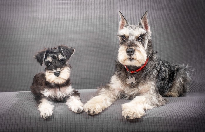 ソファに並んで伏せる子犬と成犬のミニチュア・シュナウザー