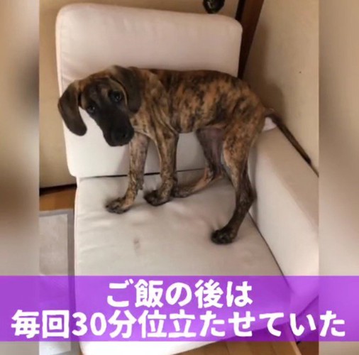 ソファの上に立つ子犬