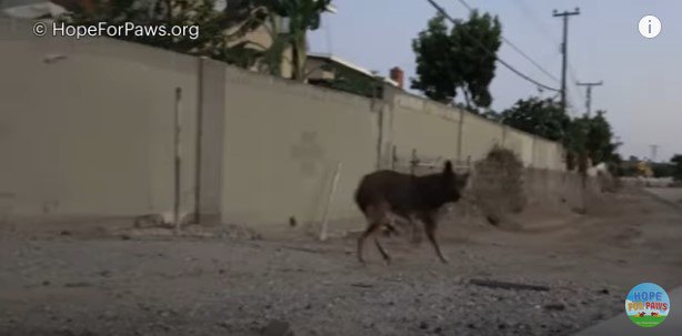 逃げ腰の犬