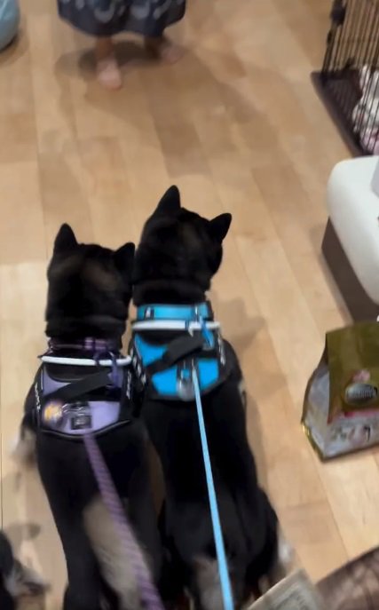 かぜちよくんに駆け寄る柴犬たち