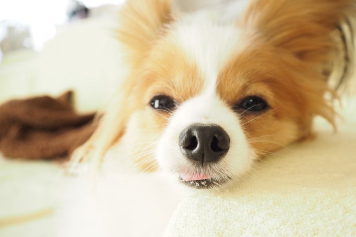 ぼーっと見つめる犬