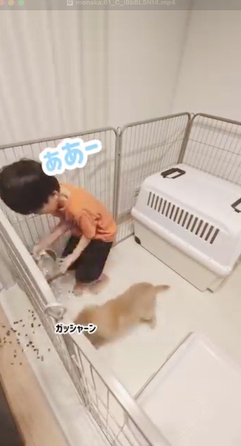 転がるドッグフードを見つめる男の子と子犬