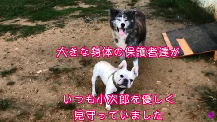 小次郎くんと秋田犬