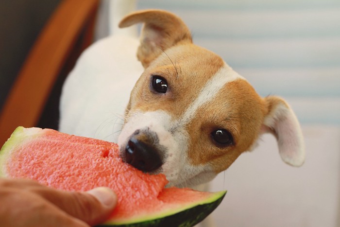 スイカを食べる犬