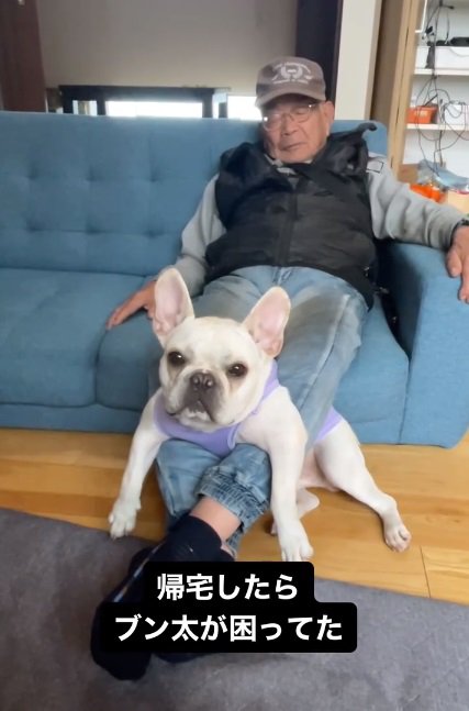 飼い主さんを見つめるブン太くん