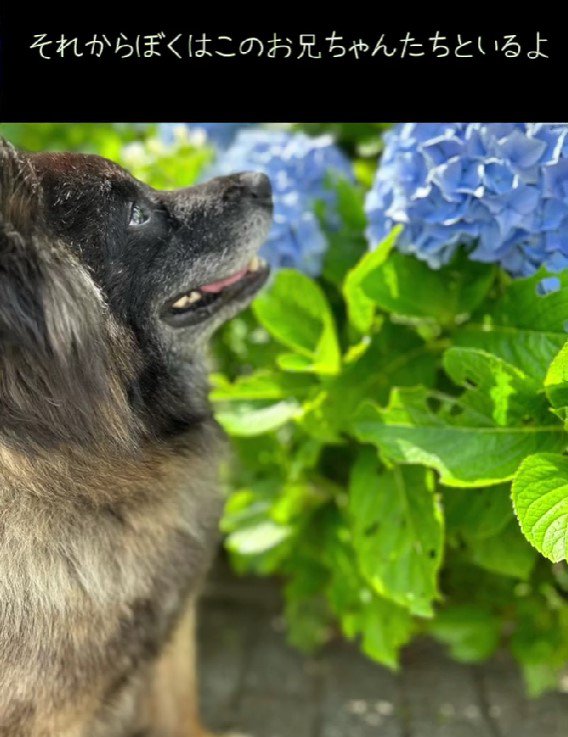 投稿主さんたちの愛犬になった