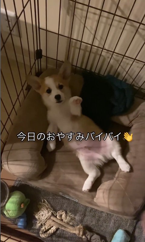 まるで『バイバイ』をしているよう！