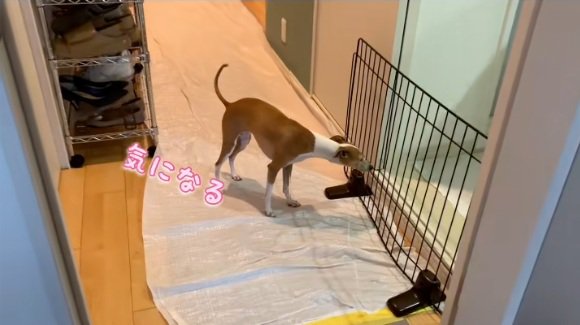 気になることちゃん