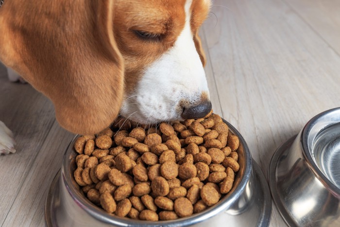 食器からドライフードを食べている犬
