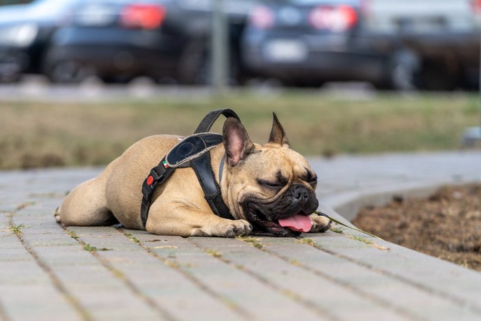 地面に伏せて荒い呼吸をしている犬