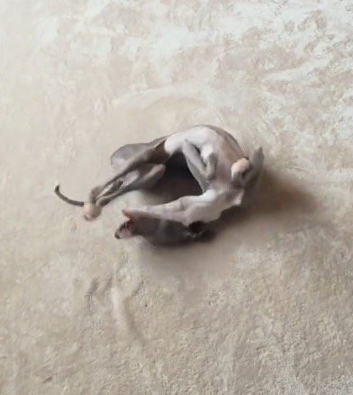 勢い余って体が丸まる細長い犬