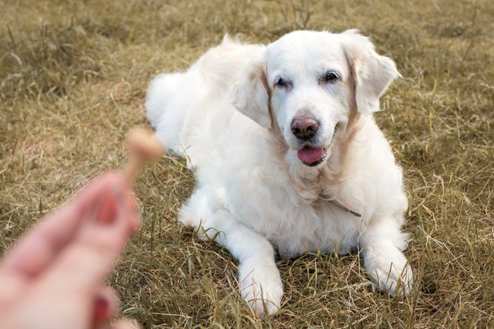 フセする高齢犬