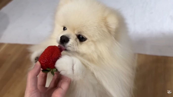 お手々を添えてペロペロ♪