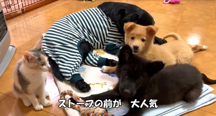 集まる犬と猫