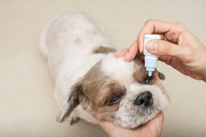 目薬をさす犬