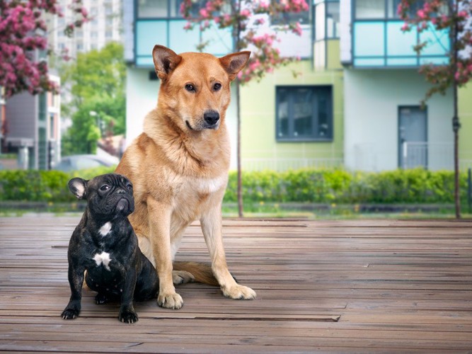 座る2頭の犬