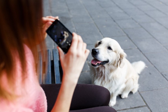 撮影中の犬