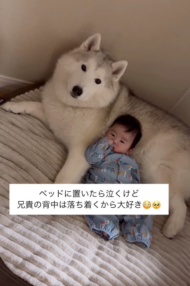 赤ちゃんを支えるハスキー