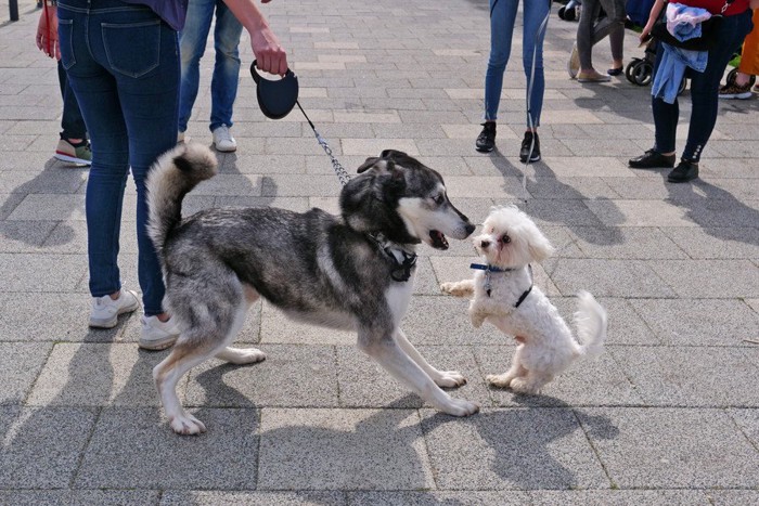 放し飼いの犬にビックリする犬