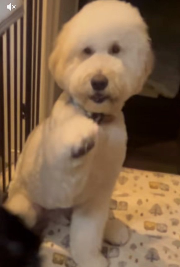 オテする栗丸くん