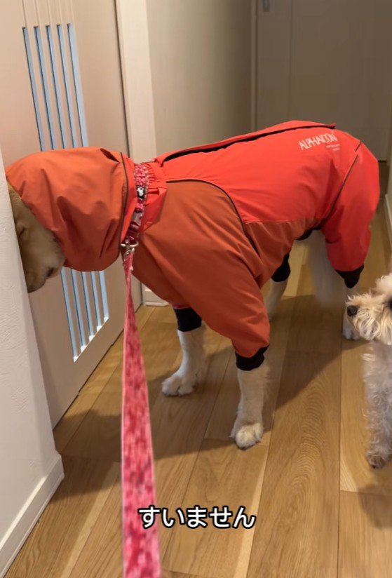 リードを引っ張っても…