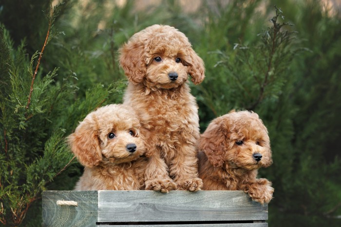 木箱に入っている3頭のミニチュア・プードルの子犬