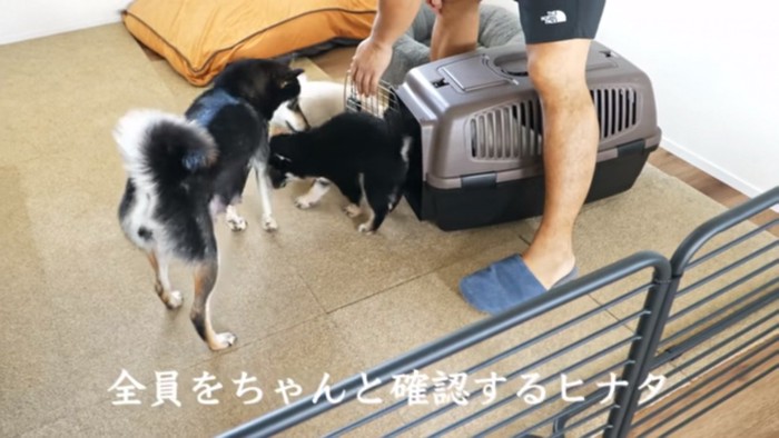 子犬たちを確認するヒナタママ