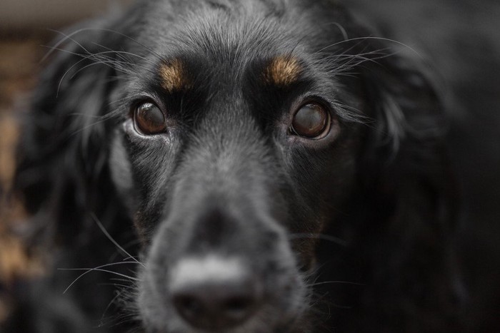 黒い犬の顔アップ