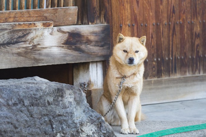 家のそばに繋がれて番犬をしている柴犬