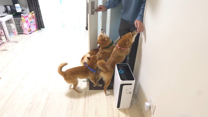 お兄ちゃんが帰省した時の豆柴4兄妹5