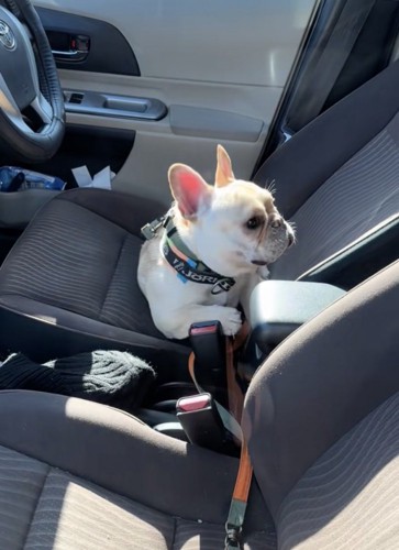 「なにごと…？」