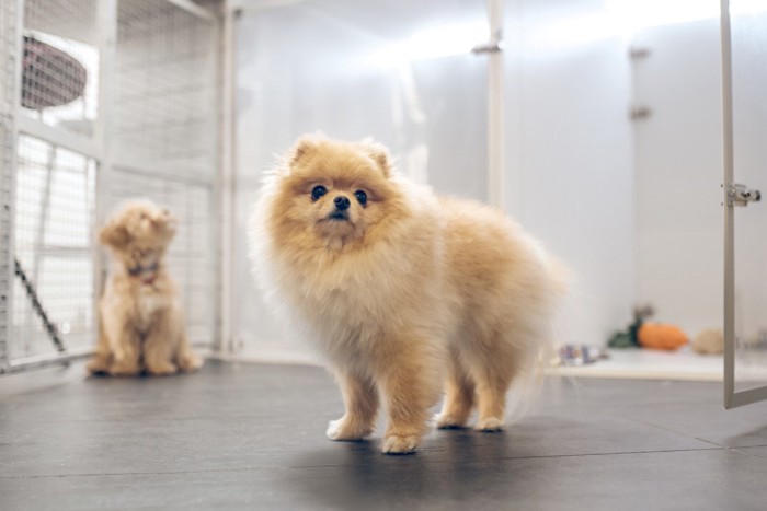 オープンスペースで過ごす犬