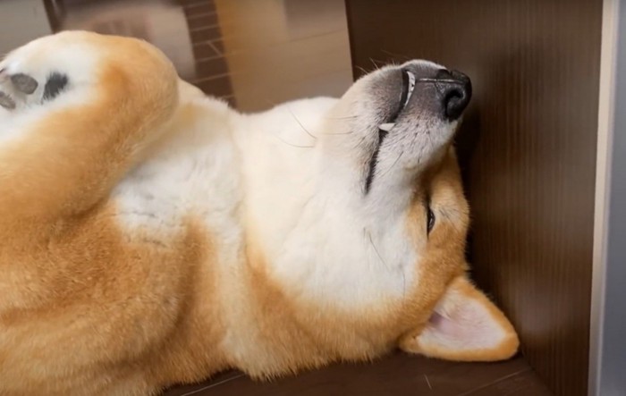 仰向けで眠る犬のアップ