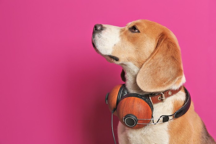 ヘッドホンを首にかけたビーグル犬の横顔