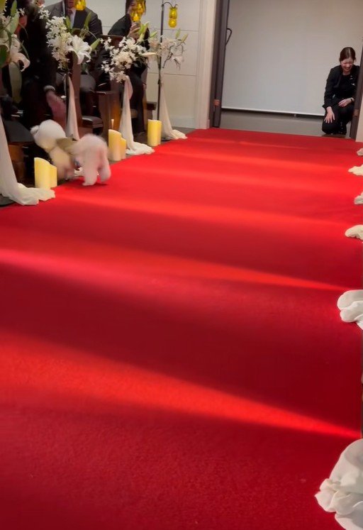 ミロちゃんがリングドッグに挑戦6