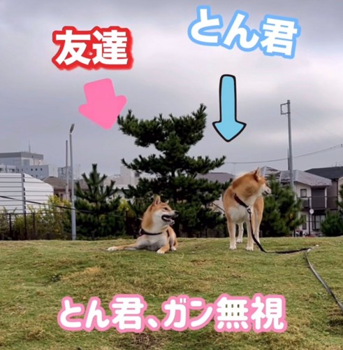 同じ方を向く2匹の柴犬