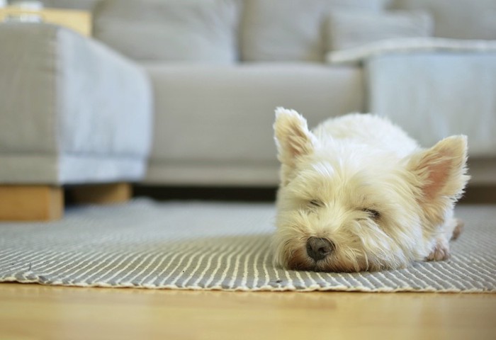 リビングで伏せて眠る白い犬