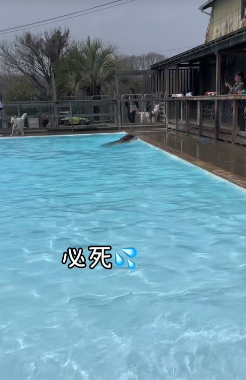 慌てて泳ぐ大型犬