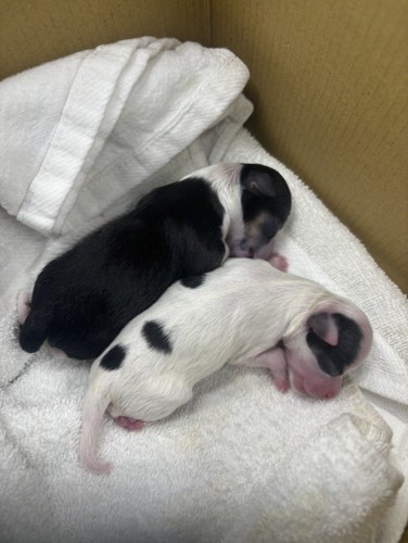 生後直後の子犬