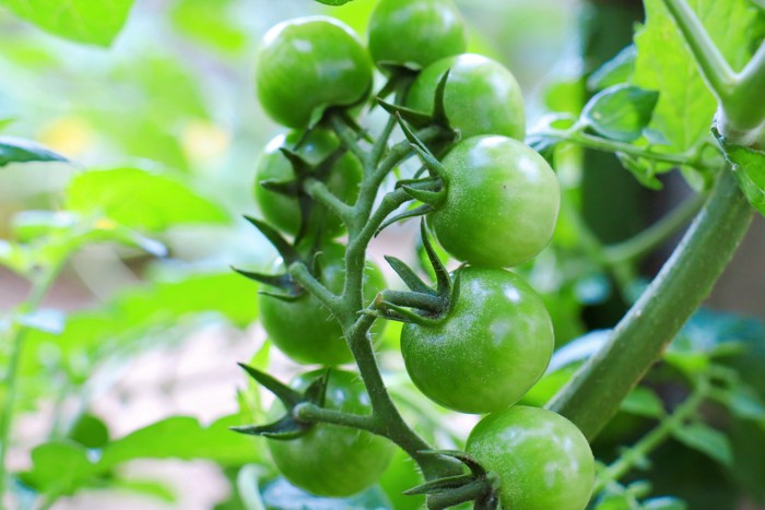 熟していない青いミニトマト