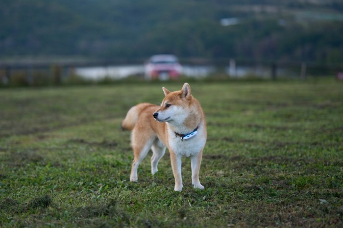 しっぽの下がった一点を見つめる柴犬