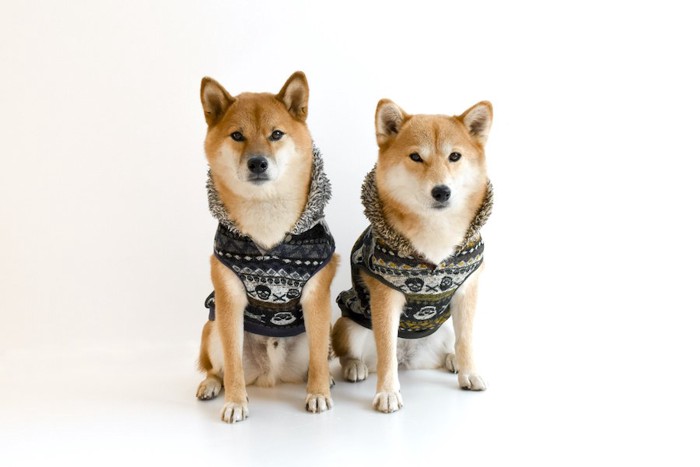 お揃いの服を着ている2頭の柴犬