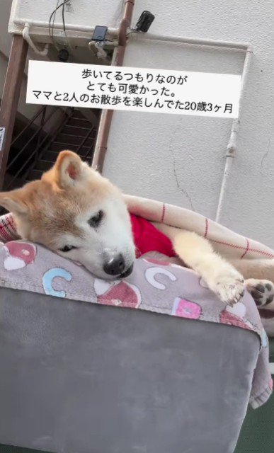 カートでお散歩♪